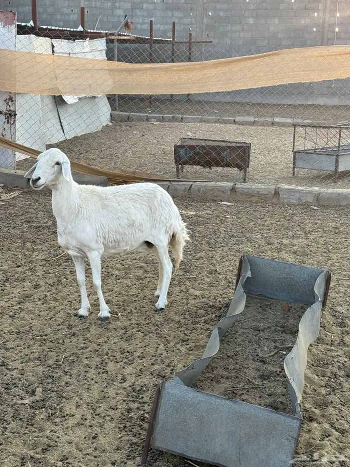 مسوي حايل جرمها كفو اللي يبغا حميسه 0