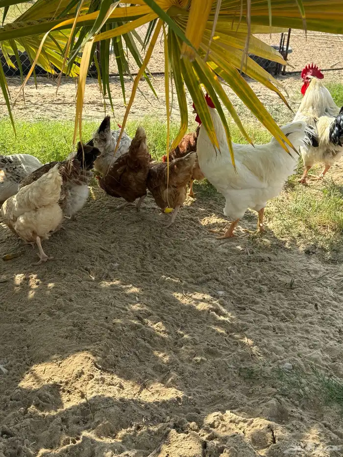 أطباق بيض تفقيس (تركي-كلومبي-فرنسي) 11