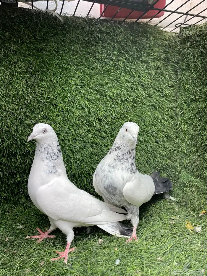 حمام باكستاني 2