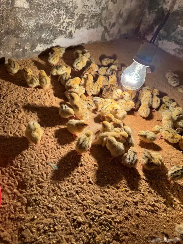 صوص صيصان سمان فري مريعي 3