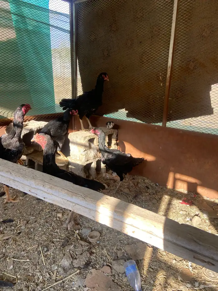 دجاج شامو اسود لاماع 15