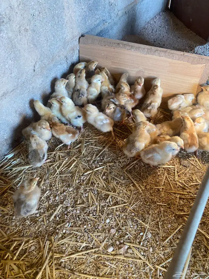 للبيع صوص تركي 7