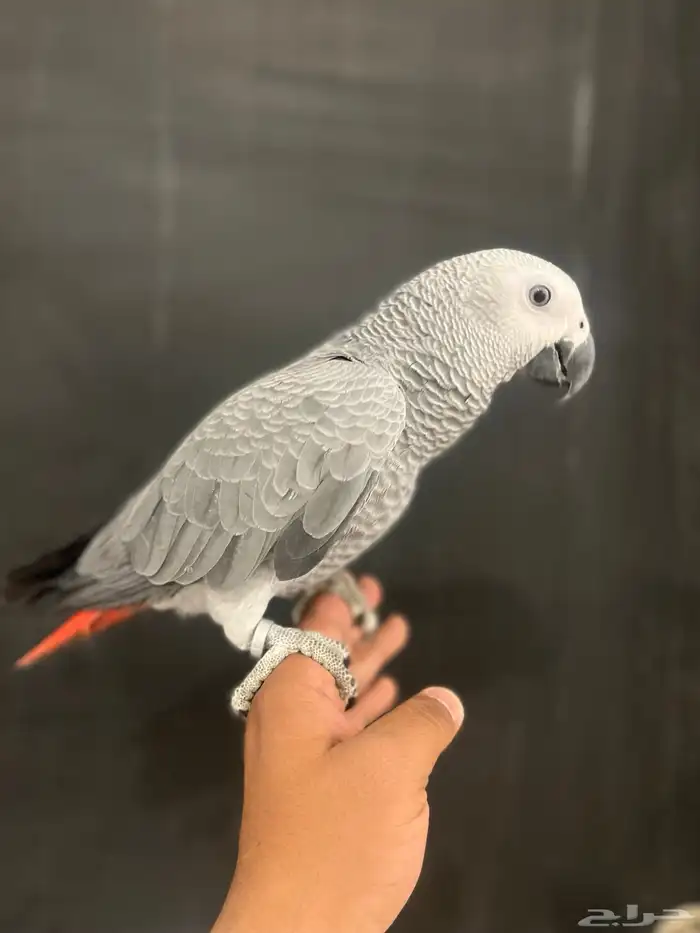 فرخ كاسكو حمامه وثلجي 5