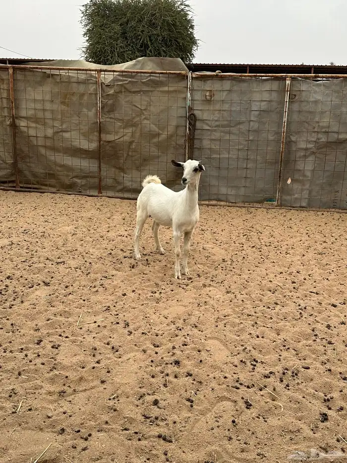 جفره بيشي العمر 4 شهور 0