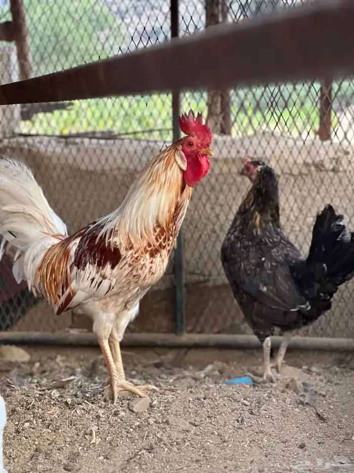 الوان جميلة دجاج بلدي ديك ودجاجة مع بيض 2