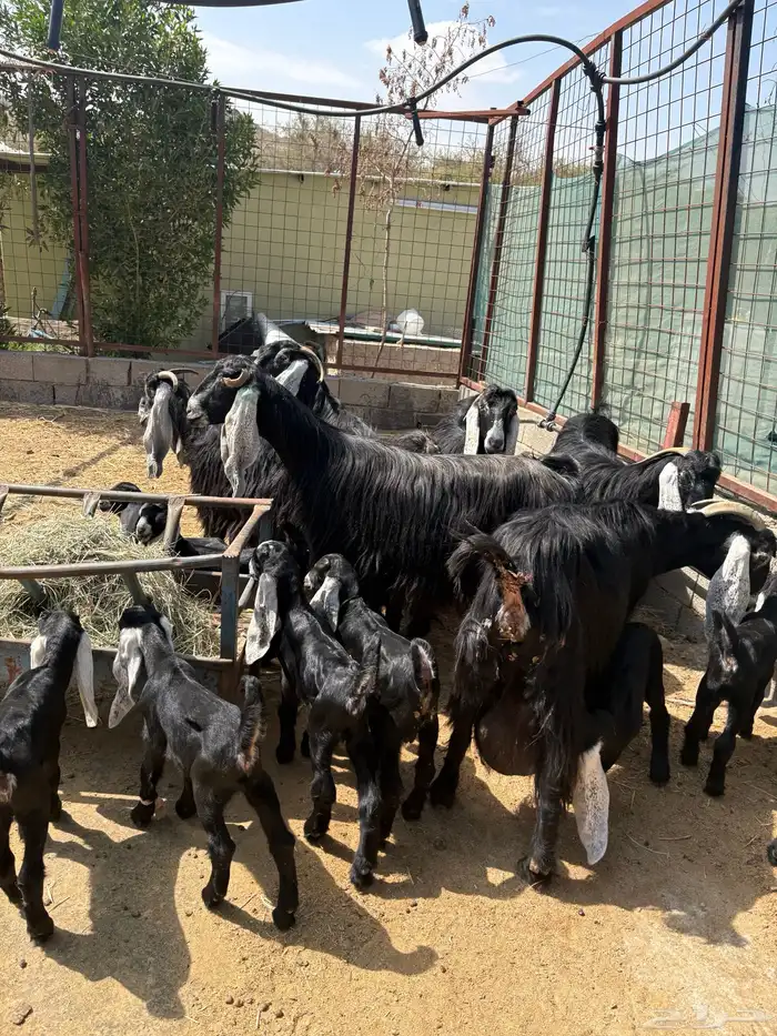 معزا عوارض صنف متاويم 5