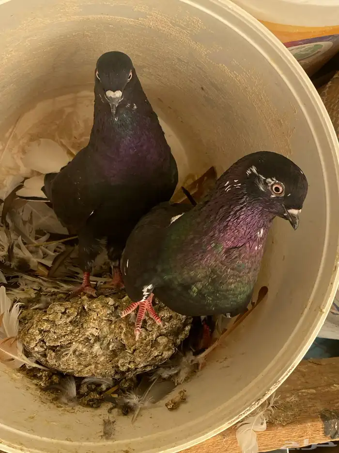 حمام شامي نوري 2