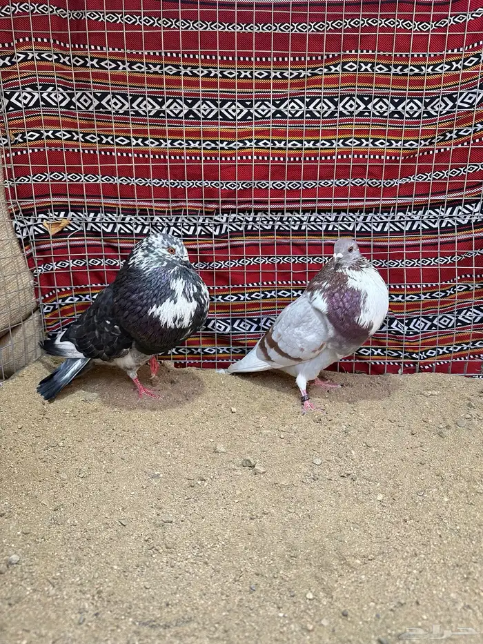 زوج نفاخ اسباني 0