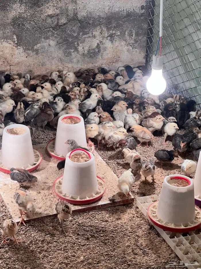 صوص صيصان فيومي مشكل مع بلدي 1