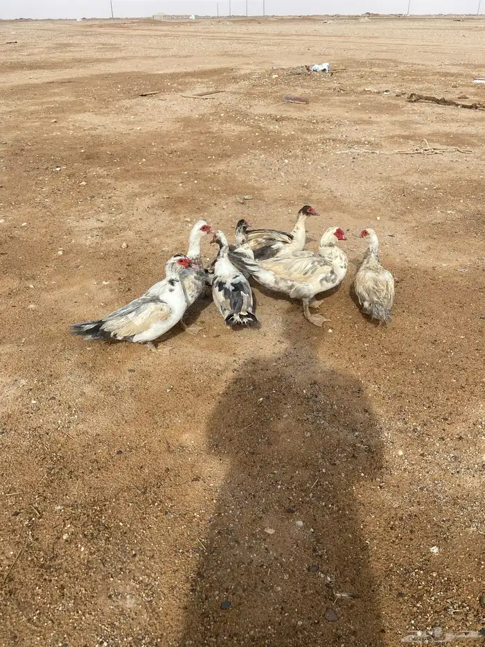 ديك ودجاج رومي وبط بح 0