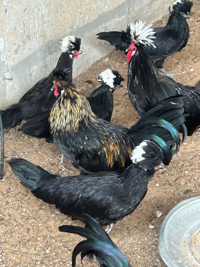 دجاج بلوشن أمريكي اسود 4