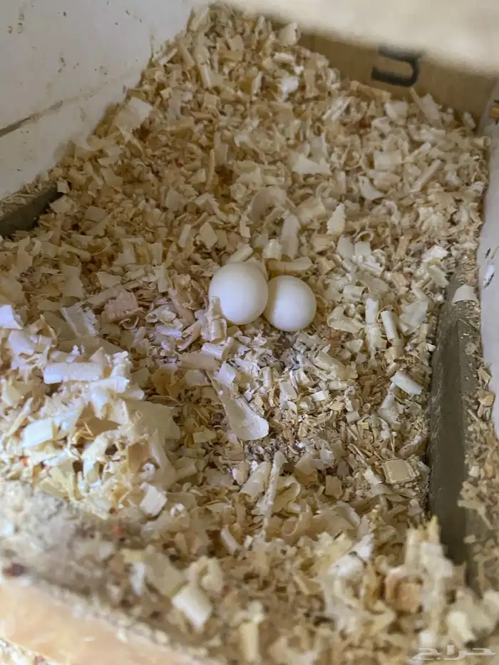 جوز كروان البينو 8