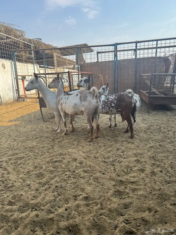 معزه ثلاث شرط الدفيع والسن وحده سديس وثتين توهم صفين 2