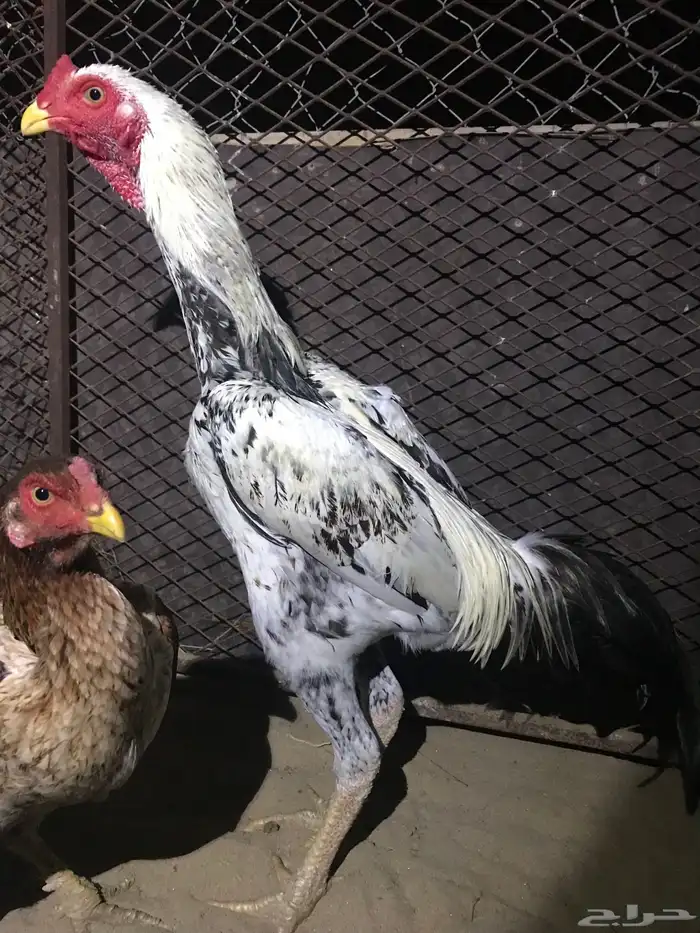 دجاج باكستاني 0