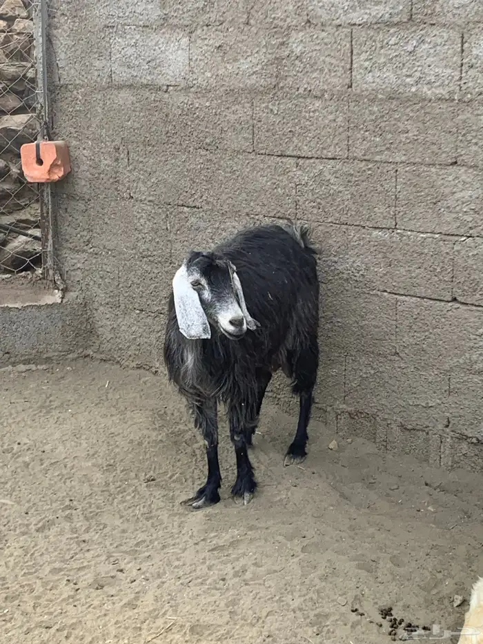 معزا ولد وقرايب 4