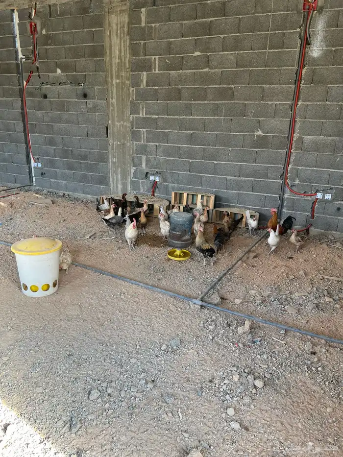 دجاج بلدي لبيع 3