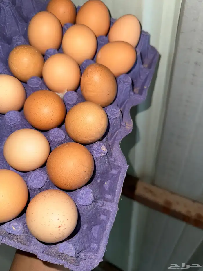 يوجد لدي بيض لوهمان مخصب دم صافي 1