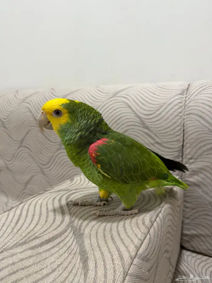 أمازون عمر سنة ومتكلم 0