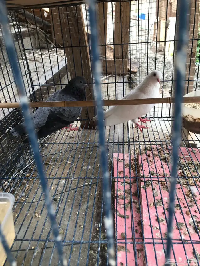 صنعاني اصيل شيبه صوت ناعم وحجم صغير 22