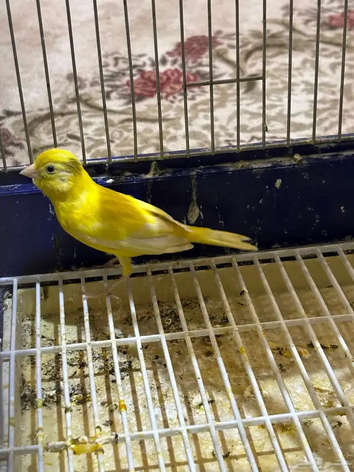 كناري سوري انثى جاهزه 0