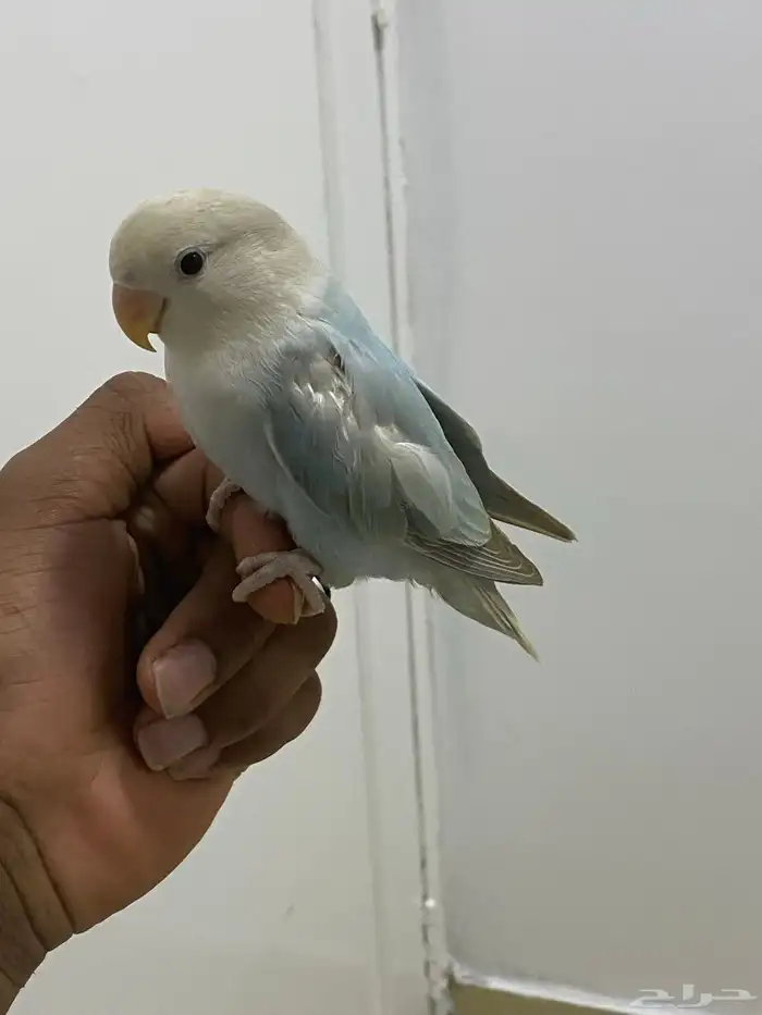 للبيع روز اليف مايعرف العض 2