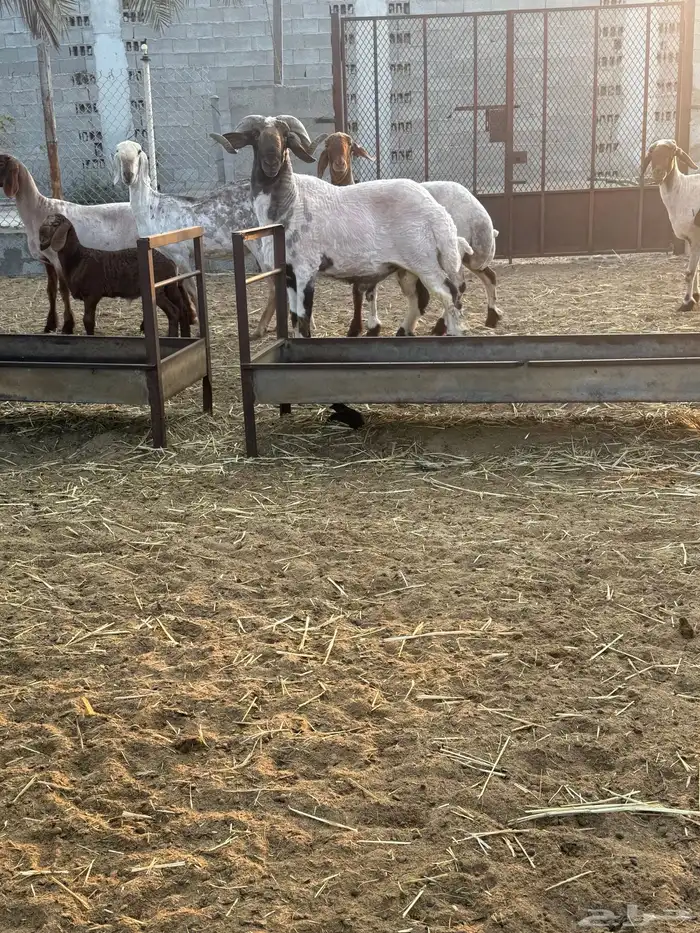 خروف فحل نعيمي جرم طيب الجعيمه 0