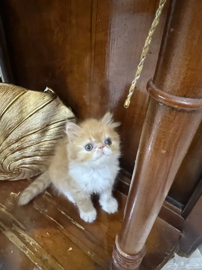 دكر بيرشن بيكي فيس العمر شهر ونص خالي من أي أمراض 1