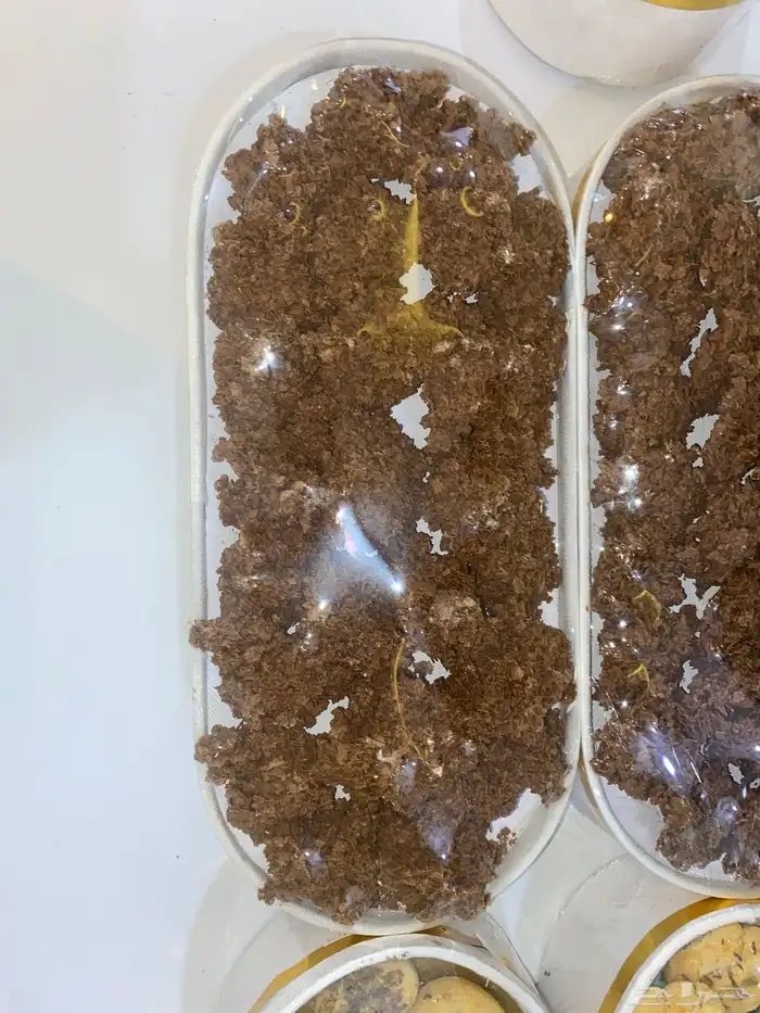 ضيافات حلا 5