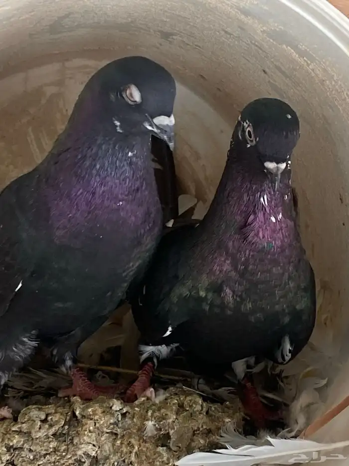 حمام شامي نوري 3