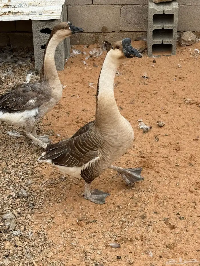 وز عراقي اصل دم صافي 2