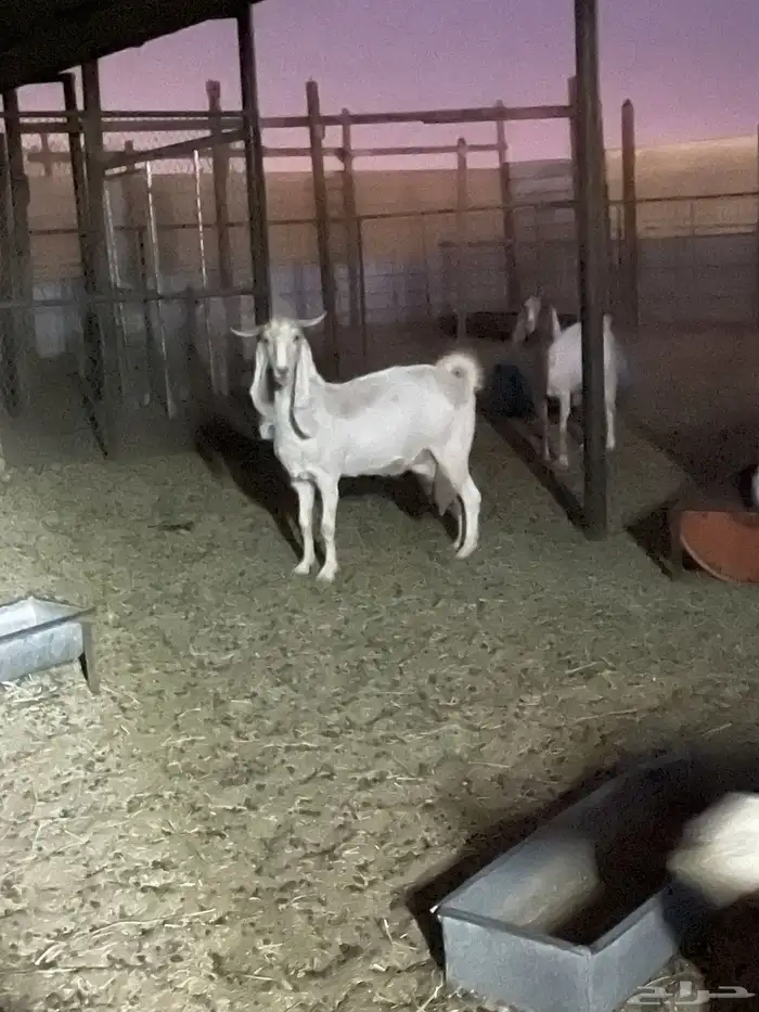 العرض الاول 5 مواعز بفحلها الثاني عنز سدس معها تيس وجفره 1