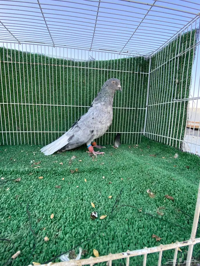 حمام شامي نوري 4