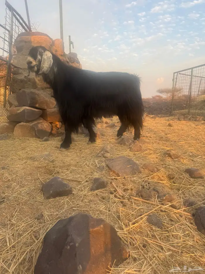 تيس فحل مشروط 0