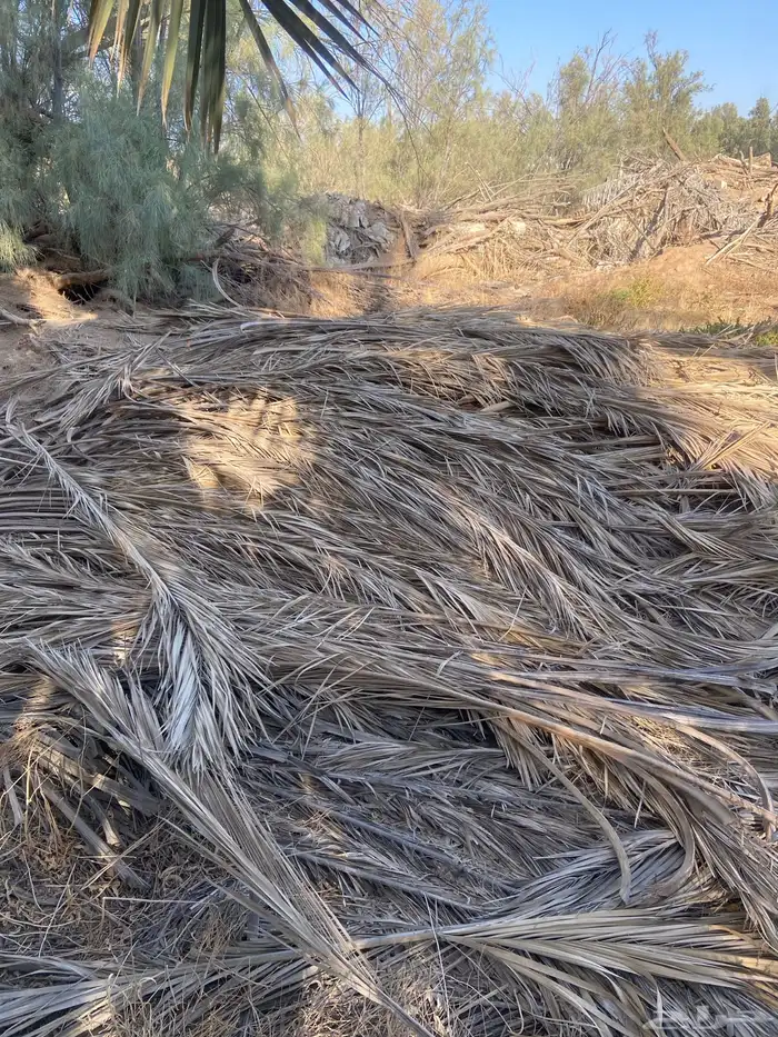 عسيب سعف نخل 0