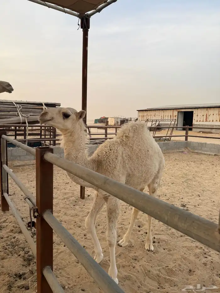 خلفه شقحا تحتها قعود 1