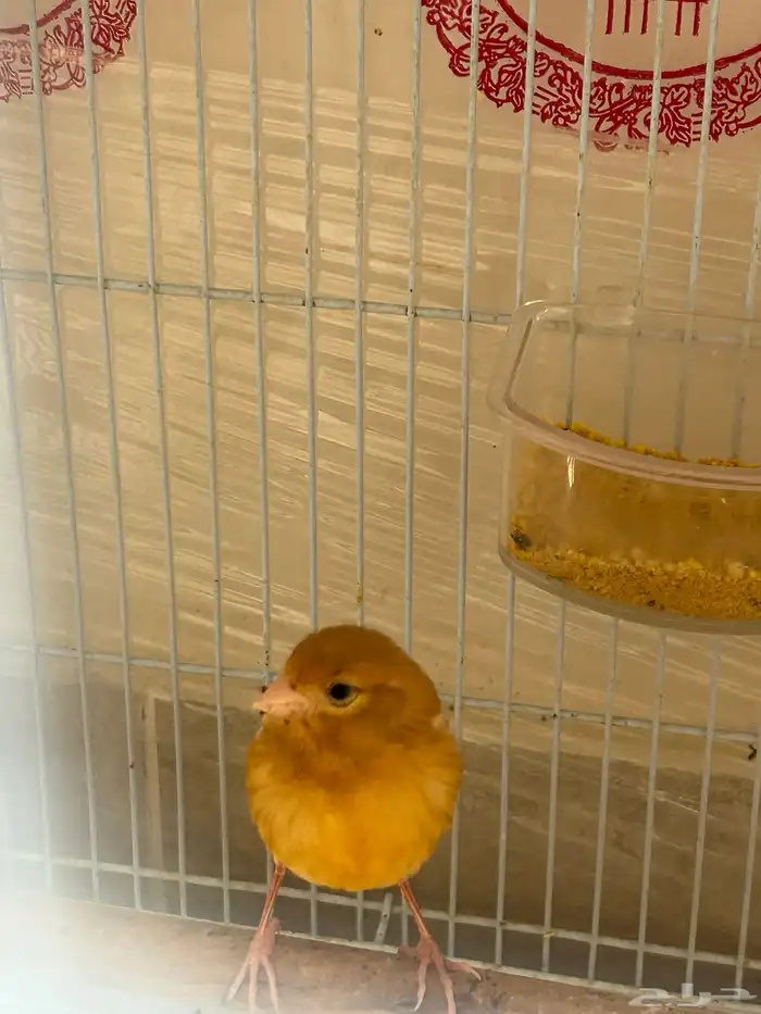 فروخ جاسب مشمشي عمر شهر 2