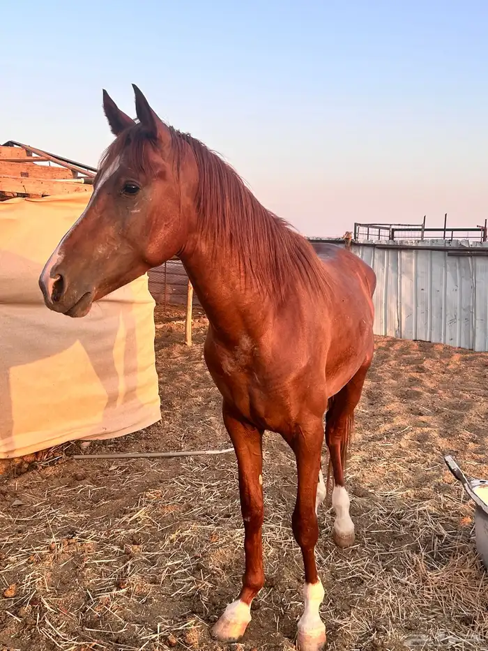 حصان ورق خط سرعه 2