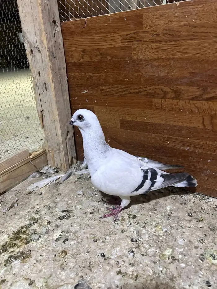 حمام شامي كشيش 0