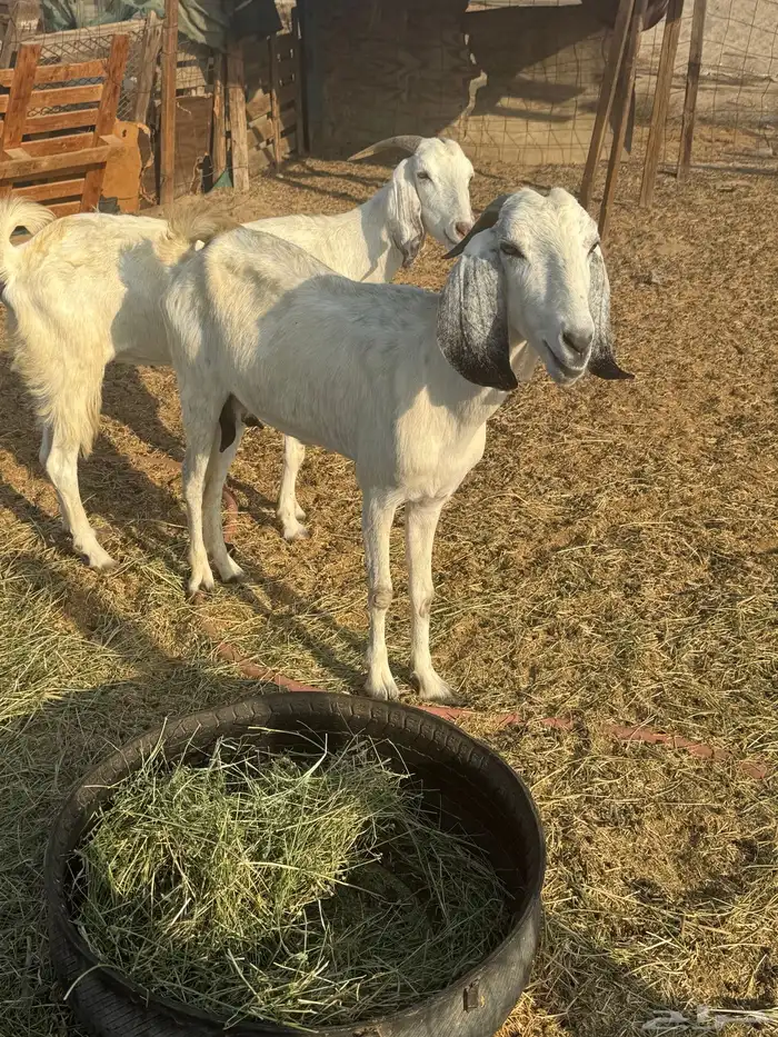 ماعز مهجنه 1