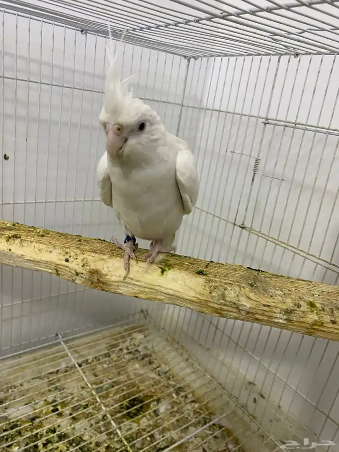 جوز كروان البينو 2