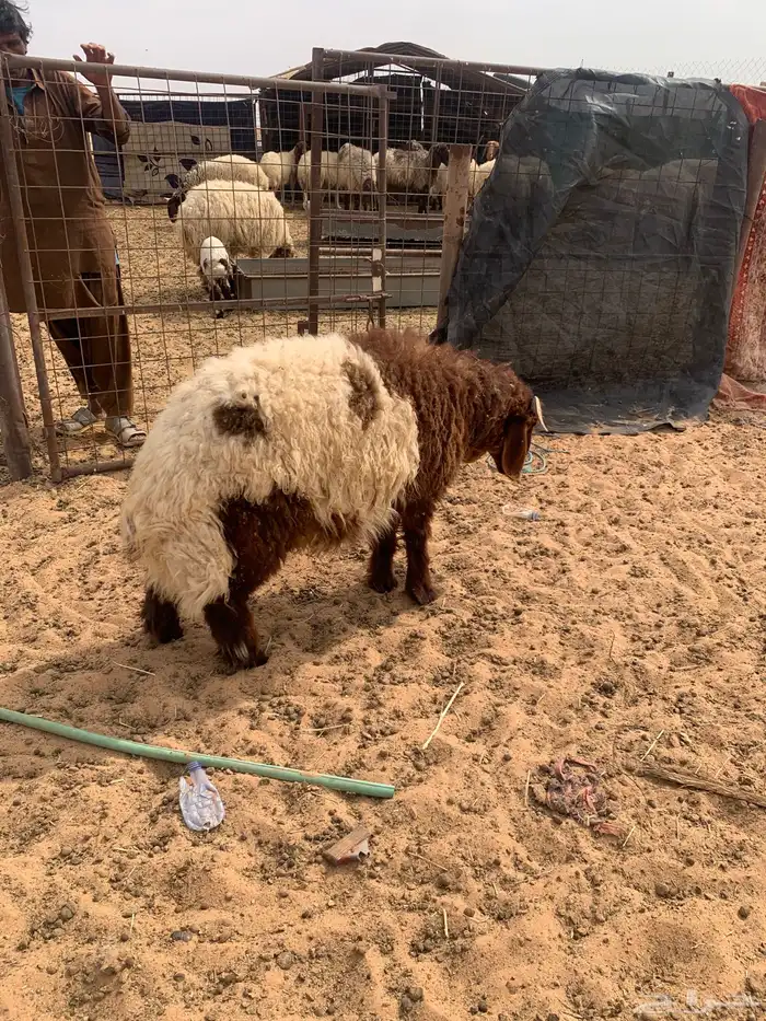 سلام عليكم ورحمة الله وبركاته 1