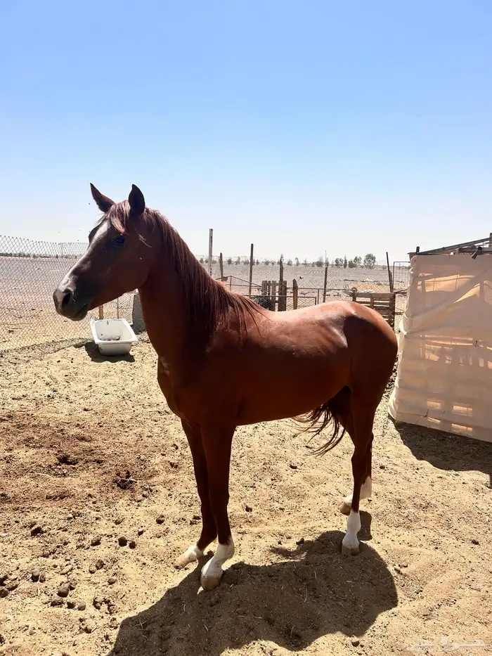 حصان ورق خط سرعه 3