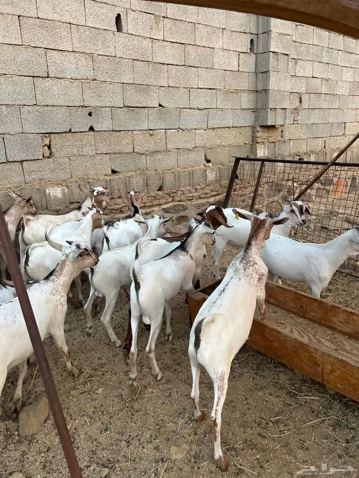 تيوس مرابي 3