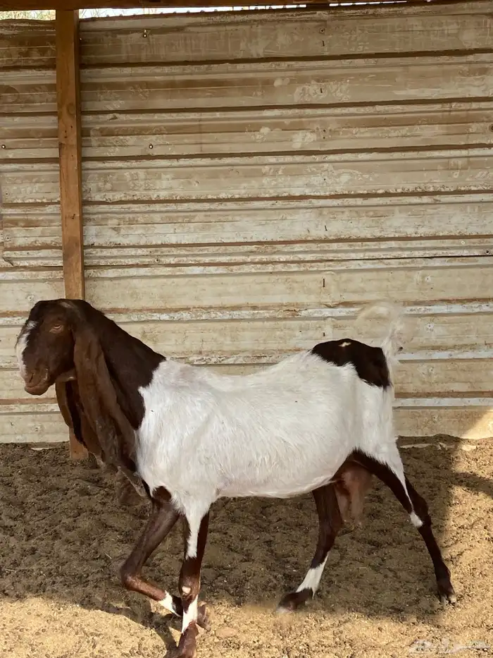 عنز الهولندية قريب ولادة على السوم 1