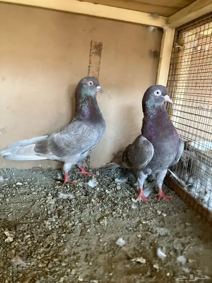 حنان قطايف 0