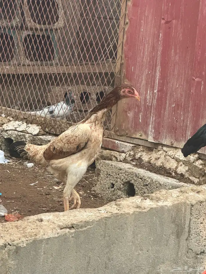 ثنتين دجاج شامو ياباني 4