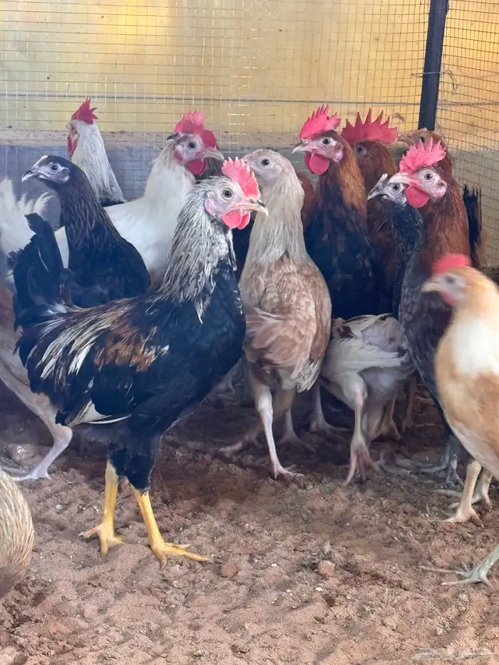 دجاج بلدي العمر 3 شهور 0