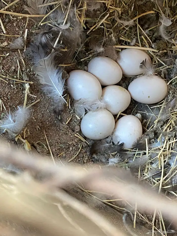 بط مسكوفي للبيع 2