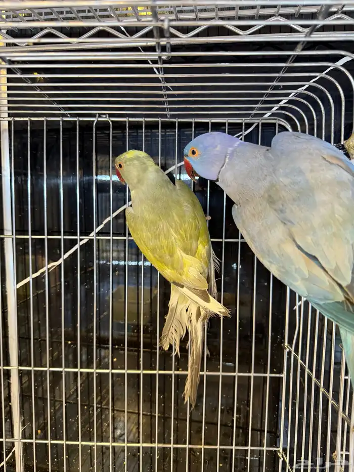 مجموعة ازوج درة هولندي 0