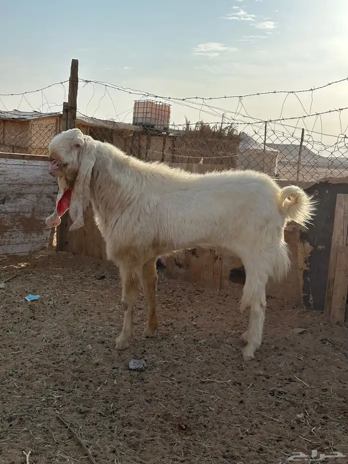 تيس وخروف للبيع 1